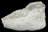 Agatized Fossil Coral Geode - Florida #110164-1